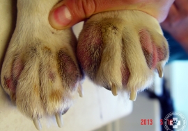 A lábvégek bőrének súlyos gyulladása atópiás beagleben.