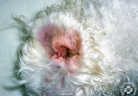 Allergiás kutya jellegzetes fülgyulladása.