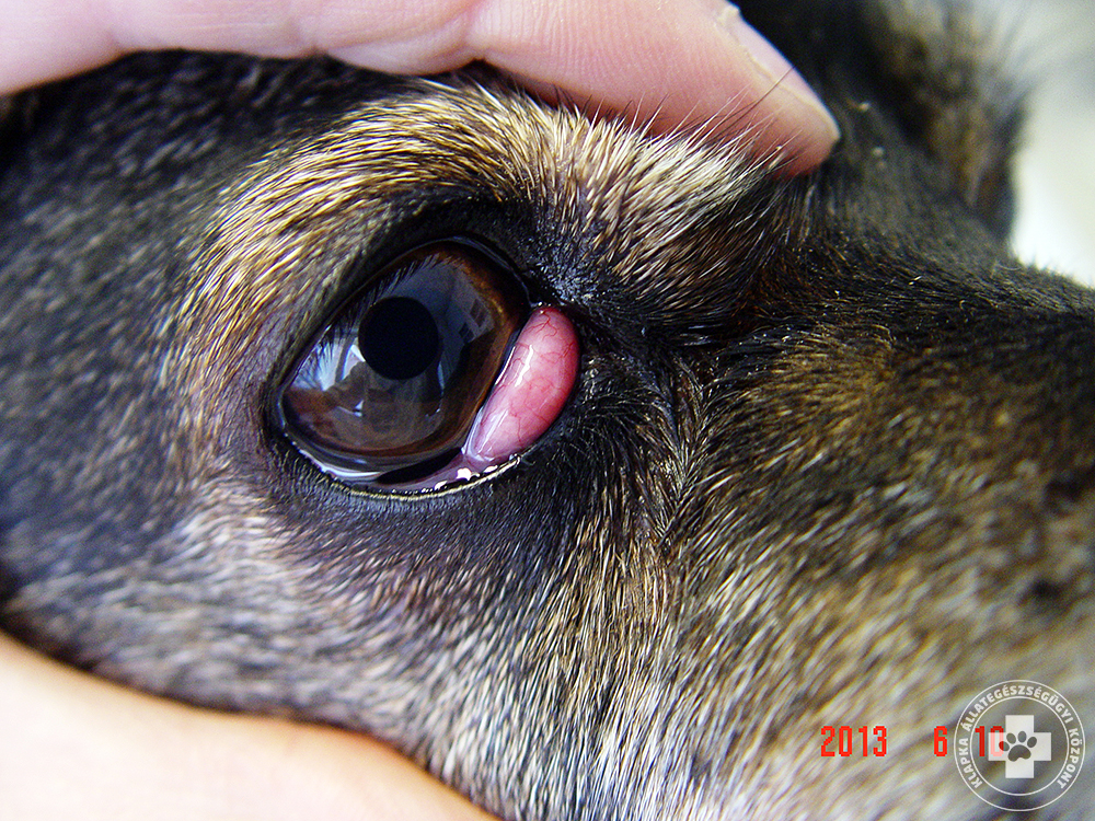 A szemsérülések tünetei és kezelése kutyáknál