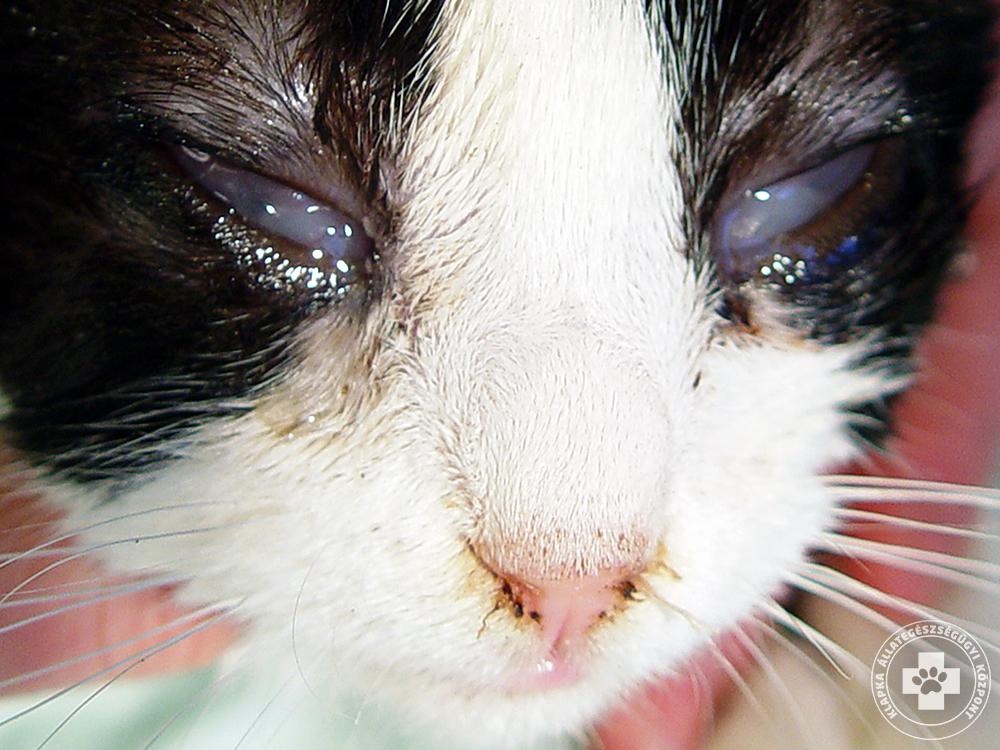 macska szeme gennyes