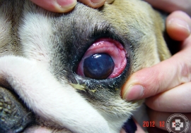 keratoconjunctivitis_02