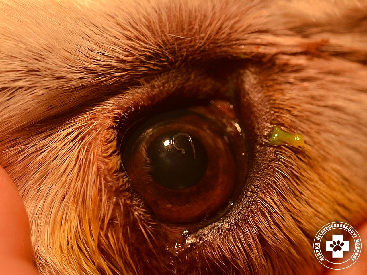 Parazita a szem kezelésében