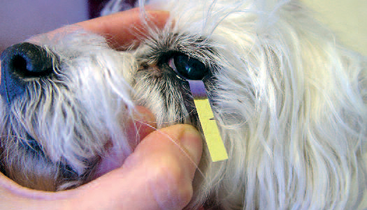 Szombathelyi Állatkórház - Állatorvosi tanácsok - Száraz szem betegség