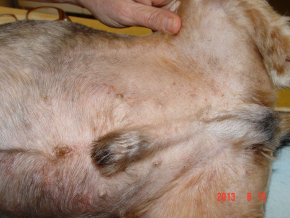 bolhásság okozta bőrtünetek kutyán.JPG