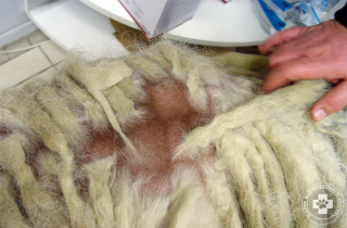Cushing-kóros komondor foltszerű szőrhullása a háti területen, valamint a bőr hiperpigementációja