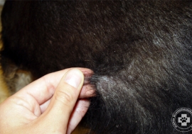 hormonális betegségek jellemző tünete, hogy a szőr könnyen kihúzható válik