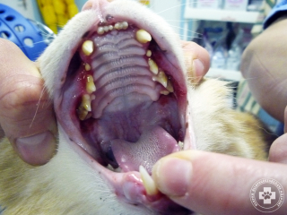 Macskaleukózisban szenvedő macska szájgyulladása